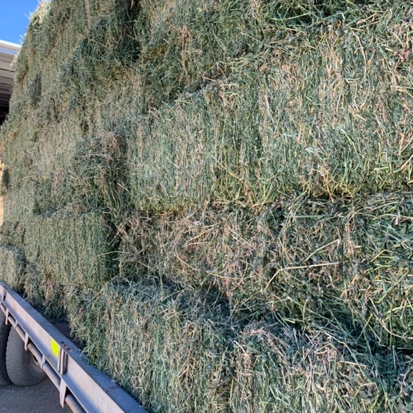 Lucerne Small Squares