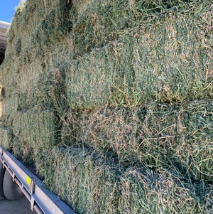 Lucerne Small Squares