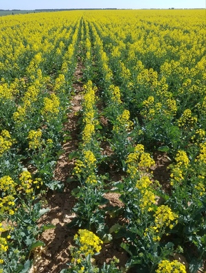 New Season Shedded Canola Hay For Sale in 8x4x3's