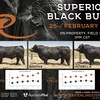 Raven SUPERIOR Black Limousin & Lim-Flex Bull Auction 25th of February 2021