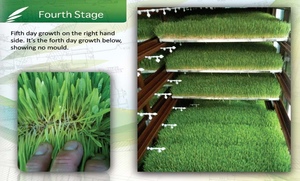 Fodder/ Seedling Factory. Make an offer