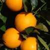 Share Farming Opportunity including Accommodation - Citrus - Wangaratta - Generous Revenue Share offered