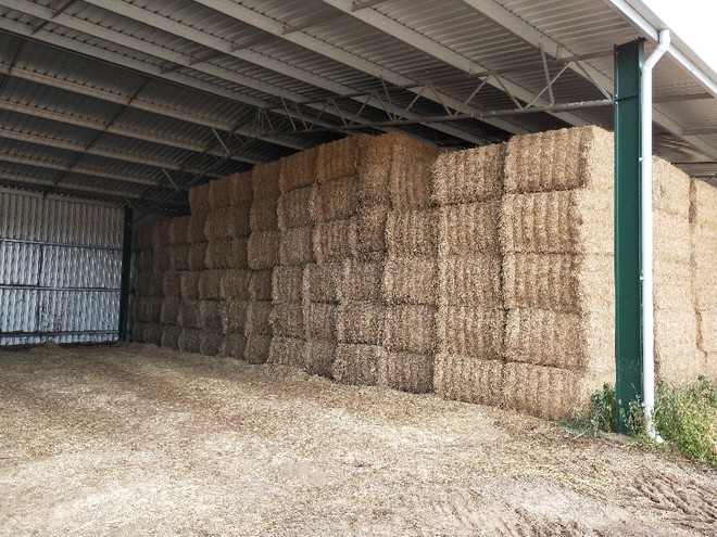 100mt Lucerne Hay 2nd cut 550-600kg 8x4x3 Bales 