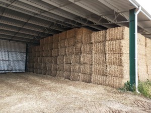 100mt Lucerne Hay 2nd cut 550-600kg 8x4x3 Bales 