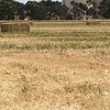 200 m/t of New Season Oaten Hay 8x4x3 640 Kg's Ave