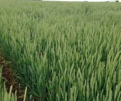 Bennett Wheat Wanted