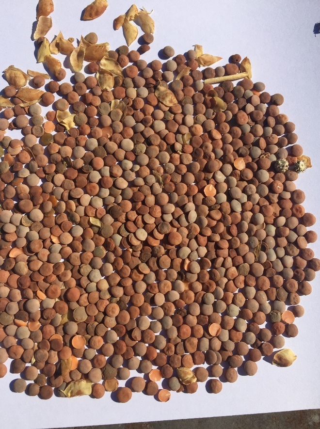  Jumbo 2s Lentils Feed/Seed,  Approx 140T 