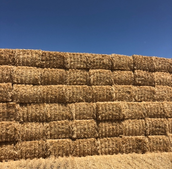 Wheaten Straw 8x4x3 Bales