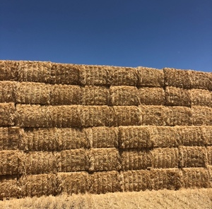 Wheaten Straw 8x4x3 Bales
