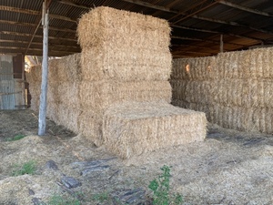 500 x Wheaten Straw 440kg 8x4x3 Bales