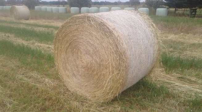 Pasture Hay