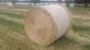 Pasture Hay