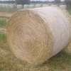 Pasture Hay