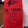 20 bags of Pioneer 1467 maize seed