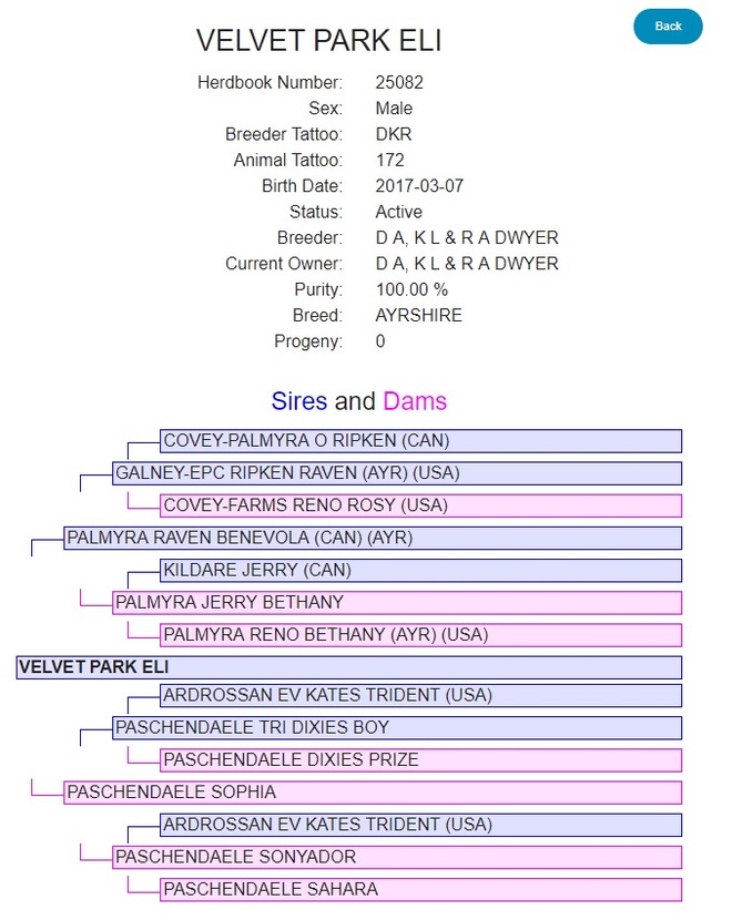 Registered Ayrshire Bull