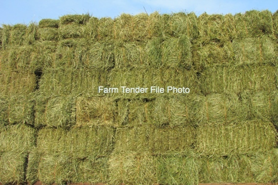 Pasture Hay Small Squares