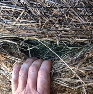 30 x Lucerne Rolls For Sale- heavy bales