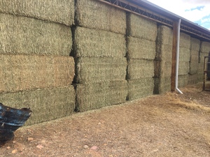 400mt Canola Hay 650-700kg 8x4x3 Bales Shedded