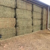 400mt Canola Hay 650-700kg 8x4x3 Bales Shedded