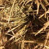 35mt Oaten Hay 575kg 8x4x3 Bales