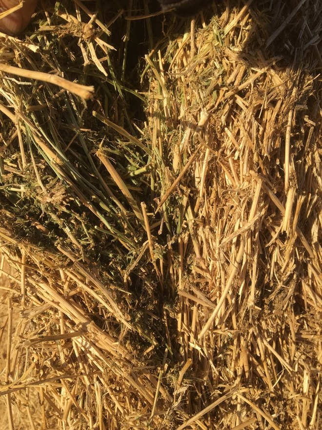 70 x Bales 3rd Cut Lucerne Hay For Sale - Has had 10mm rain $380