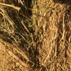 70 x Bales 3rd Cut Lucerne Hay For Sale - Has had 10mm rain $380