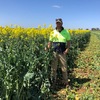 Canola Silage 4x4 Bales Fine Chopped - PRICE REDUCTION