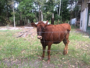 Jersey X Heifer 9mth