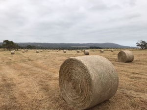 Pasture Hay 