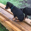 Kelpie Pups for sale