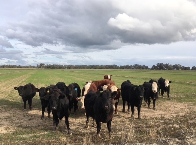 7 Angus Heifers For Sale