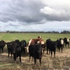 7 Angus Heifers For Sale