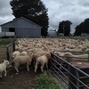 Wether lambs