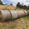 6ft rolls of Bullrush Hay For Sale