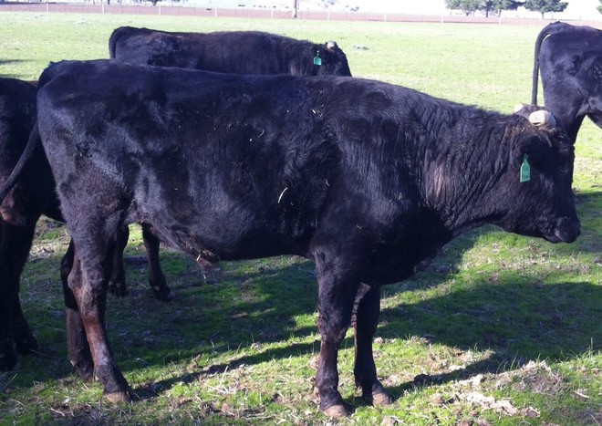 Wagyu Fullblood (stud) Bulls