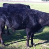 Wagyu Fullblood (stud) Bulls