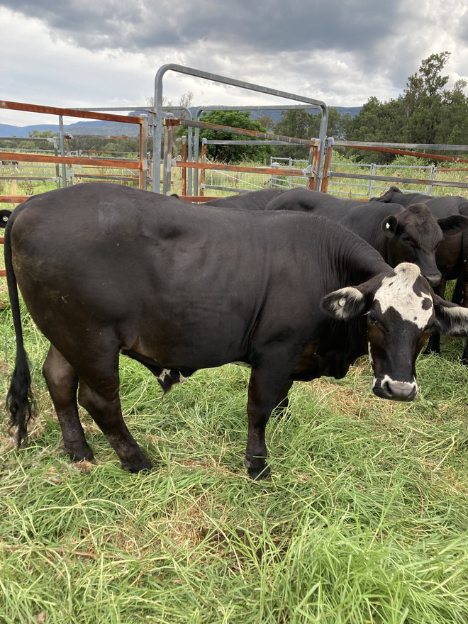 12 steers for sale 