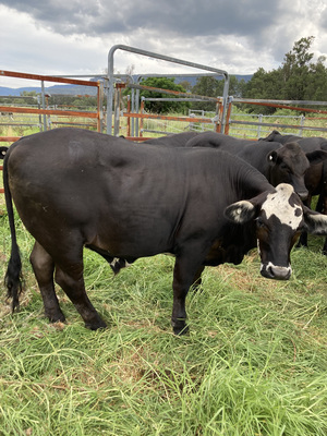 12 steers for sale