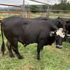 12 steers for sale 