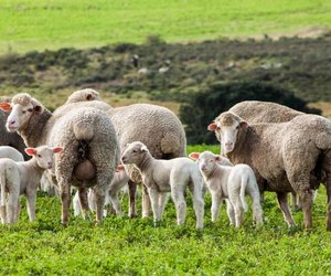 FT Premium Ewe and Lamb  Pellets 14%  (P/C 3456)