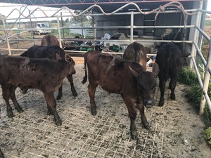 Angus x Freisian calves 