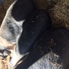 Pure bred registered Wessex Saddleback herd