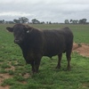 Murray Grey x  Black Simmental bull  well mannered  proven breeder