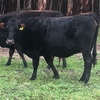 JERSEY FRIESIAN X HEIFERS IN CALF