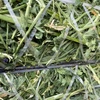 Lucerne Hay 4x4 & 5x4 Round Bales (New Season)