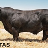 Raven SUPERIOR Black Limousin & Lim-Flex Bull Auction 25th of February 2021