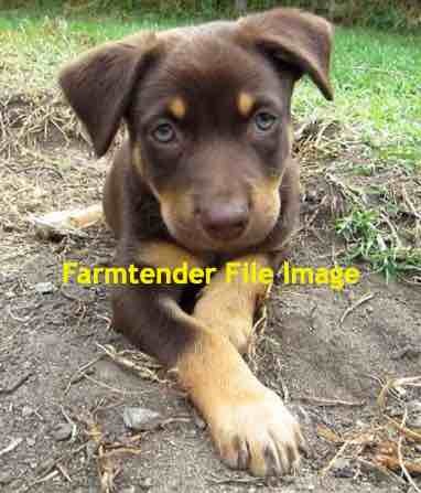 1 x Tan Kelpie Pup 13 Weeks Old