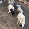 6 x Dorper Sheep 