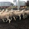 White Suffolk Flock Rams