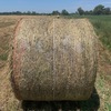 Rye/Clover  Rolls